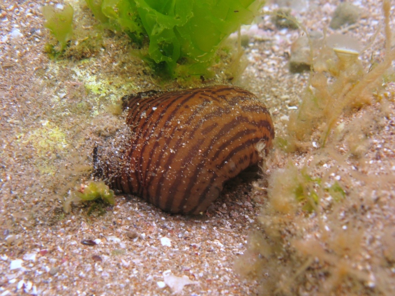 Actinia cari  (Delle Chiaje, 1825)